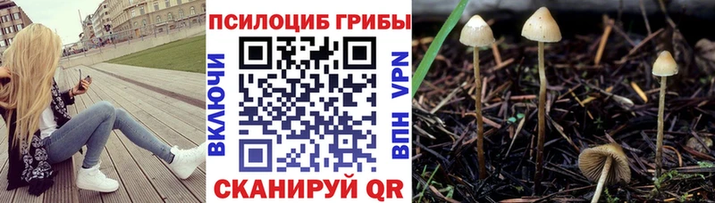 Купить  Фрязино  Псилоцибиновые грибы GOLDEN TEACHER 